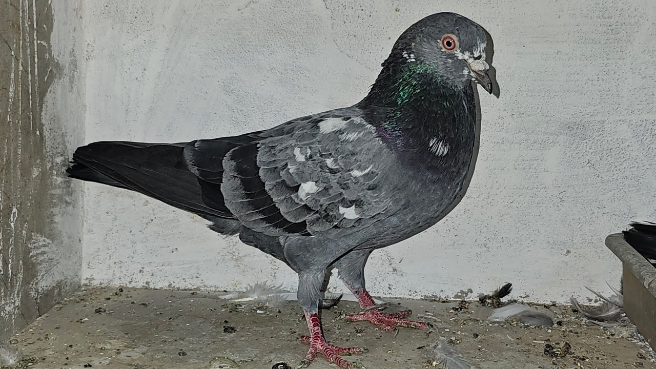 ❤️🕊🕊KGN pigeon loft Gautam  is live🕊🕊❤️