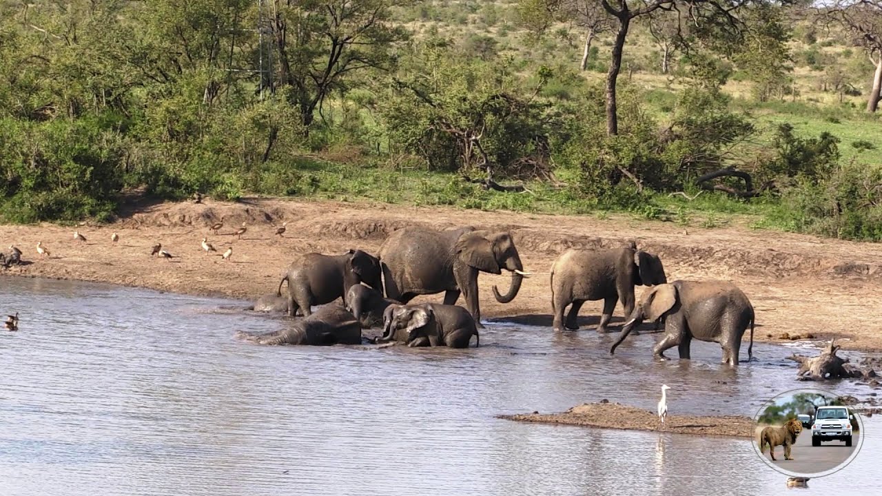 Elephants Of The Kumana Dam Having Fun