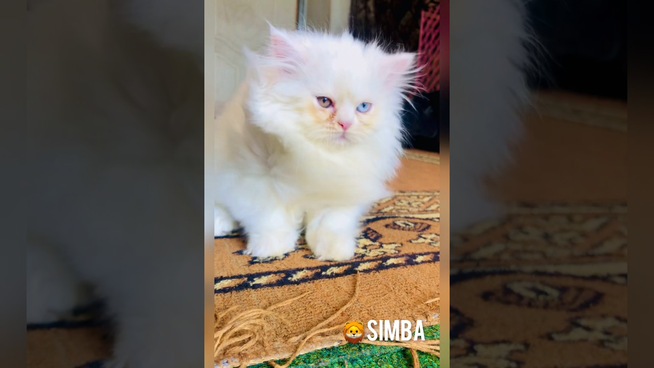 Milk white triple coated persian cat with double coloured eyes blue and brown 🔥 #shortsyoutube #cat