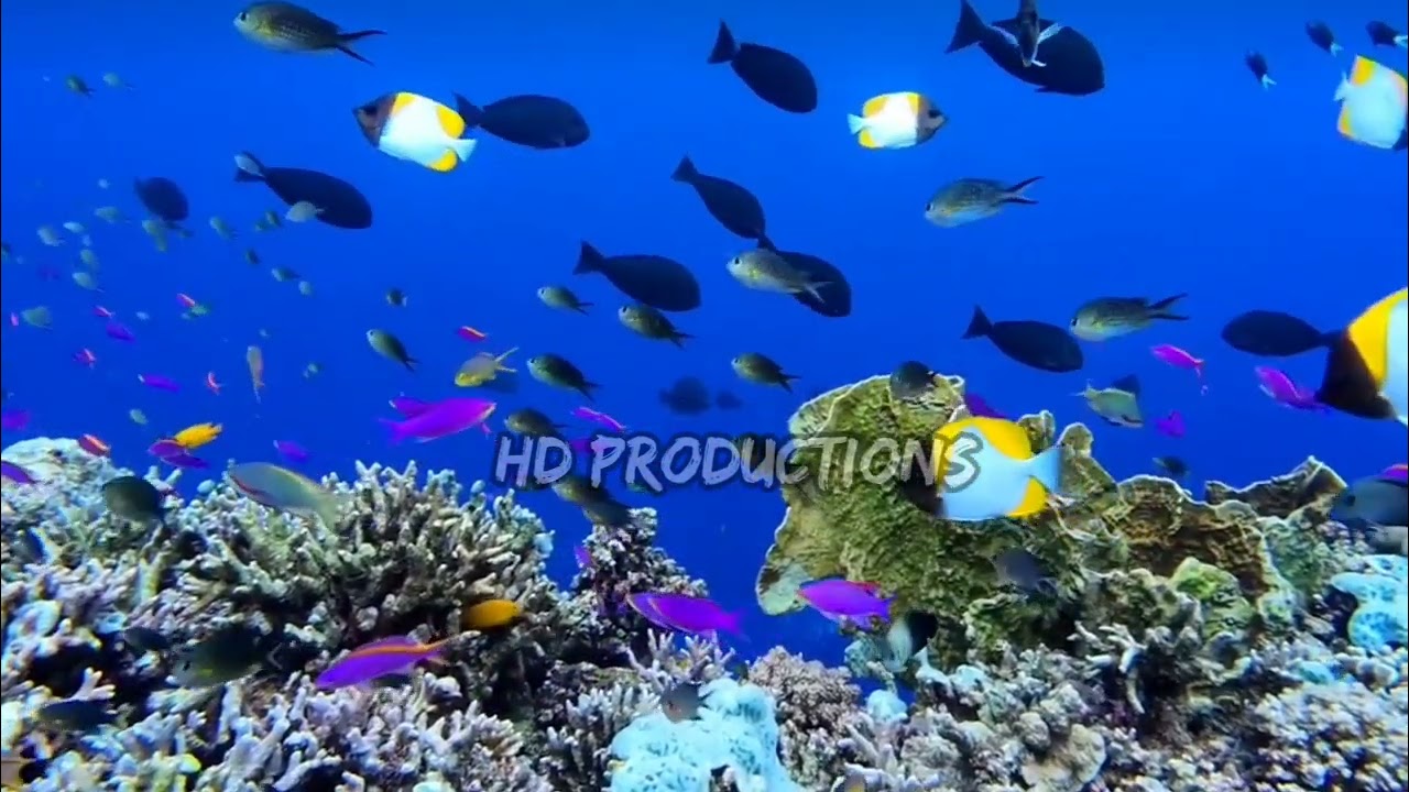 Красота коралловых рифов в морях Индонезии 3 #asmr #relaxing #beauty #coralreef #indonesia #sea