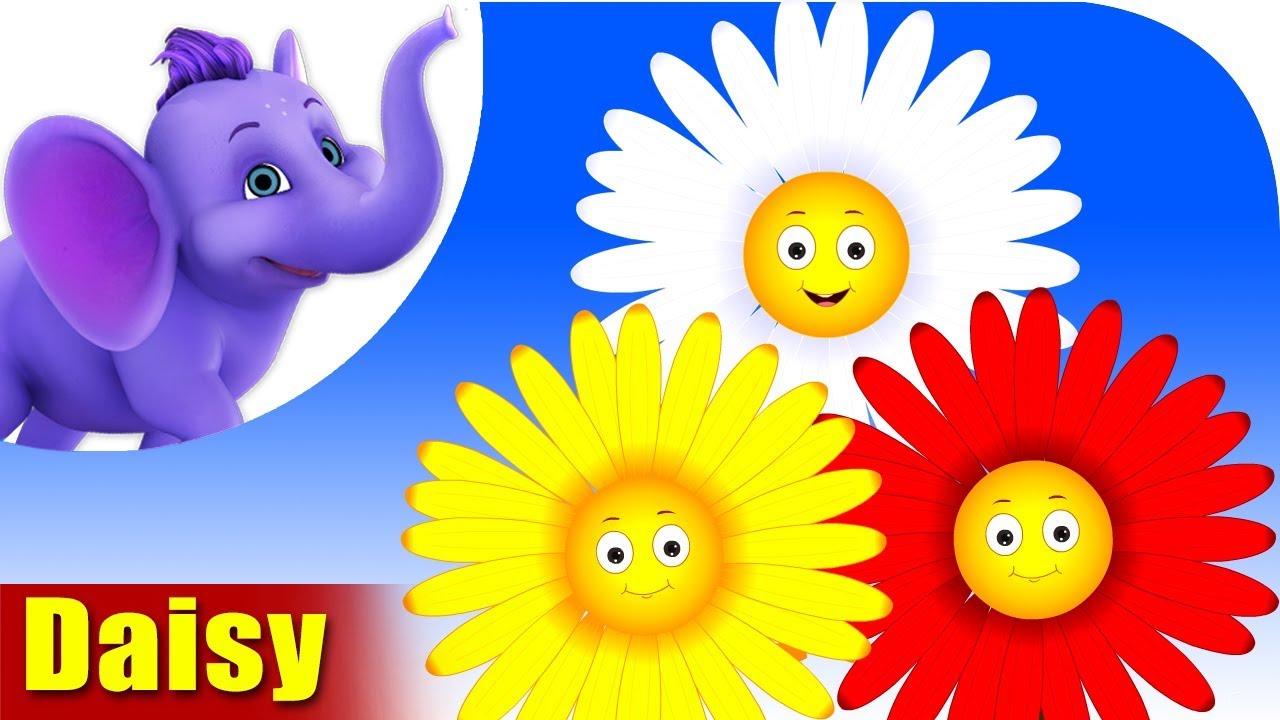 Daisy | Flower Song | 4K | Appu Series