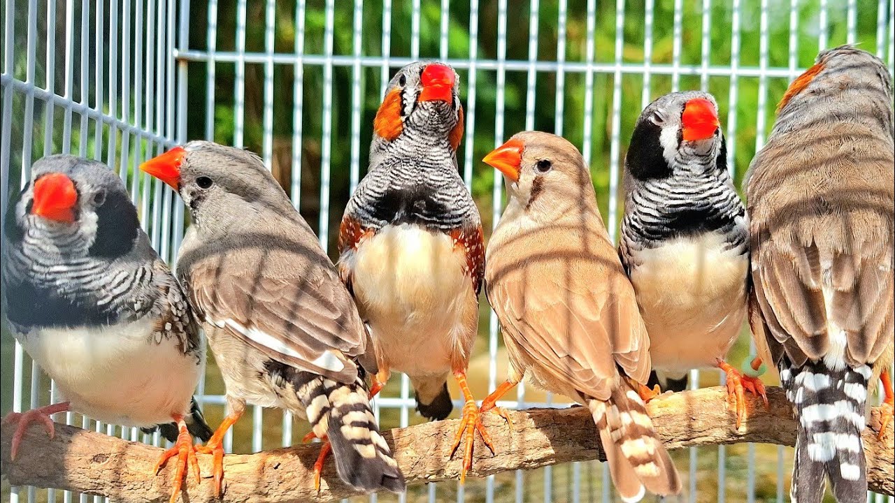 Before the day ends zebra finches will battle singing together one more time. Zebra finch sound.