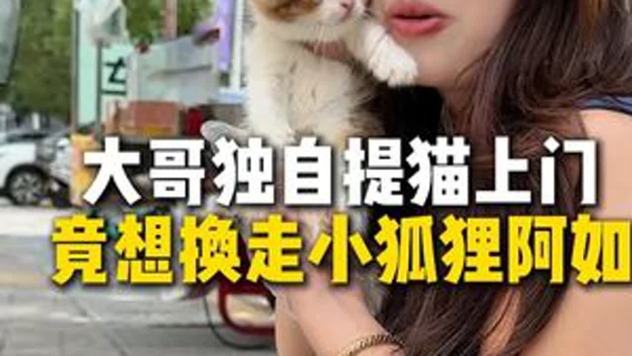 这几只小可爱也不能换狐狸哦！#猫咪 #狐狸 #金加白 #萌宠出道计划  #喵姐养猫