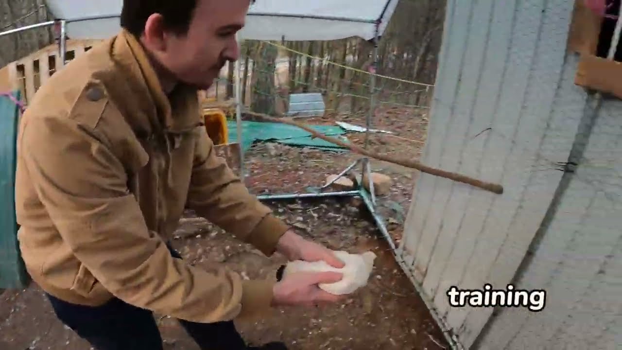 setting up a Pigeon nesting Coop