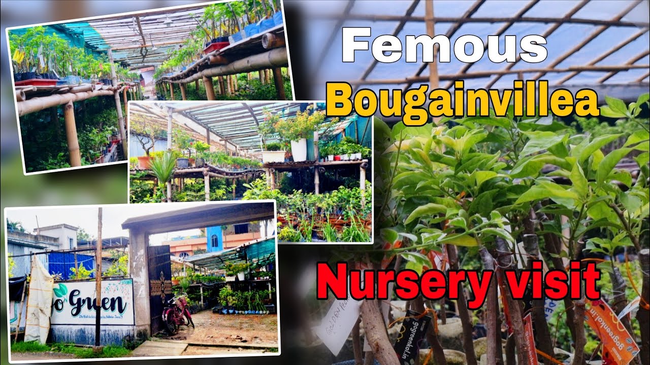 femous go green bougainvillea nursery 😍অফুরন্ত স্টক কয়একশো হাজার গাছ😱#gogreennursery#bougainvillea