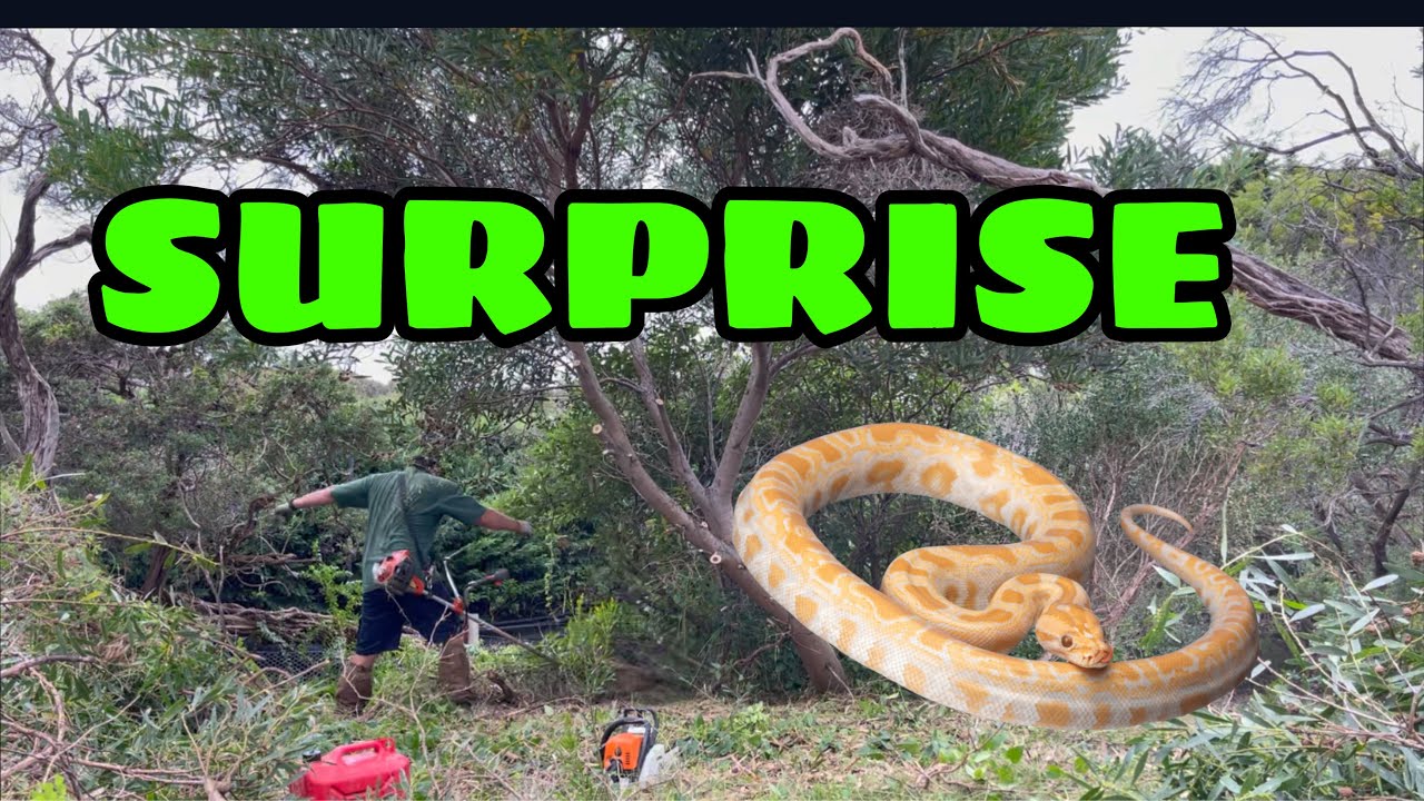 Garden cleanup ENDS…when DEADLY SNAKE is found! Could we finish the cleanup? Did we find the SNAKE?