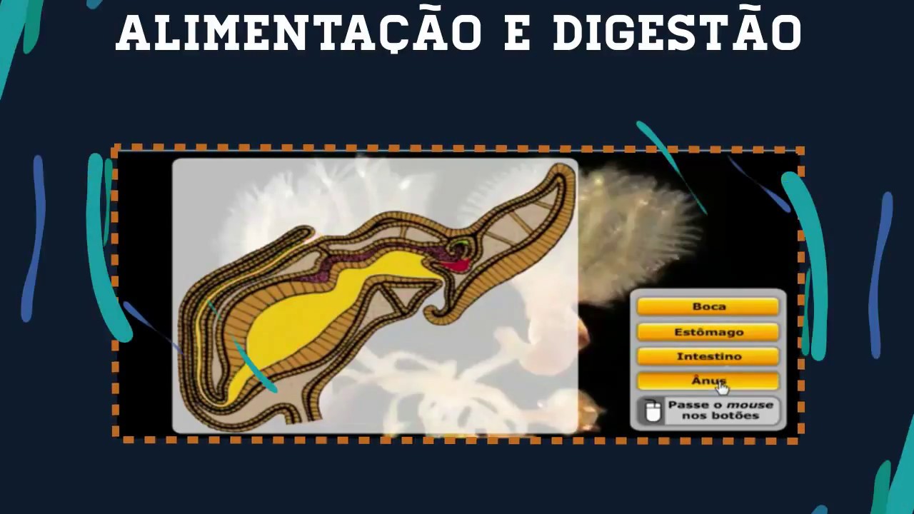 Pterobranchia!