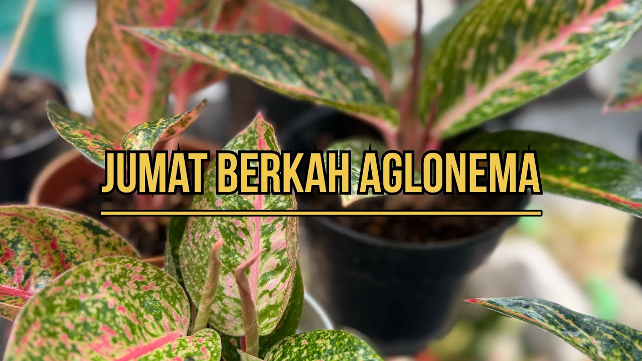 Jumat Berkah Aglonema