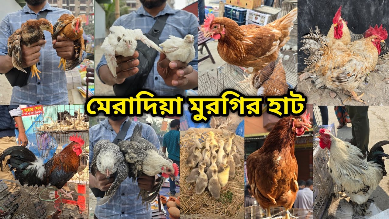 Meradiya chicken hat | বাচ্চা সহ দেশি মুরগি | দেশি মুরগিতে ভরপুর | ফেন্সি মুরগি | ফেন্সি মুরগির দাম 