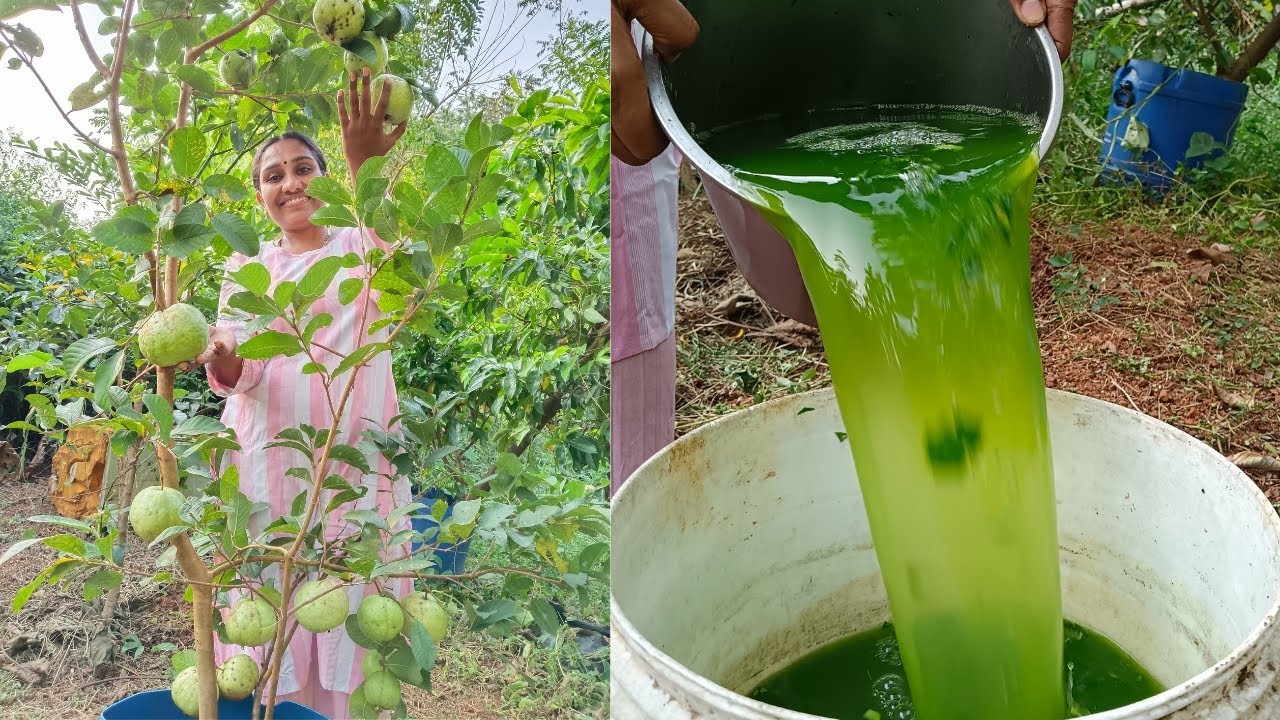 Homemade Boron Fertilizer || വീട്ടിൽ തന്നെ ബോറോൺ Fertilizer ഉണ്ടാക്കാം @Vidhas World