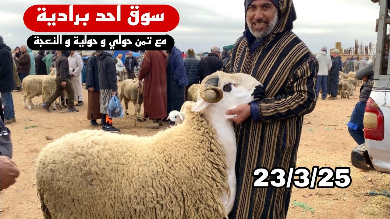 من سوق أحد برادية إقليم الفقيه بن صالح  مع الاتمنة الحولي و حولية و النعجة بتاريخ 23/3/25 🇲🇦