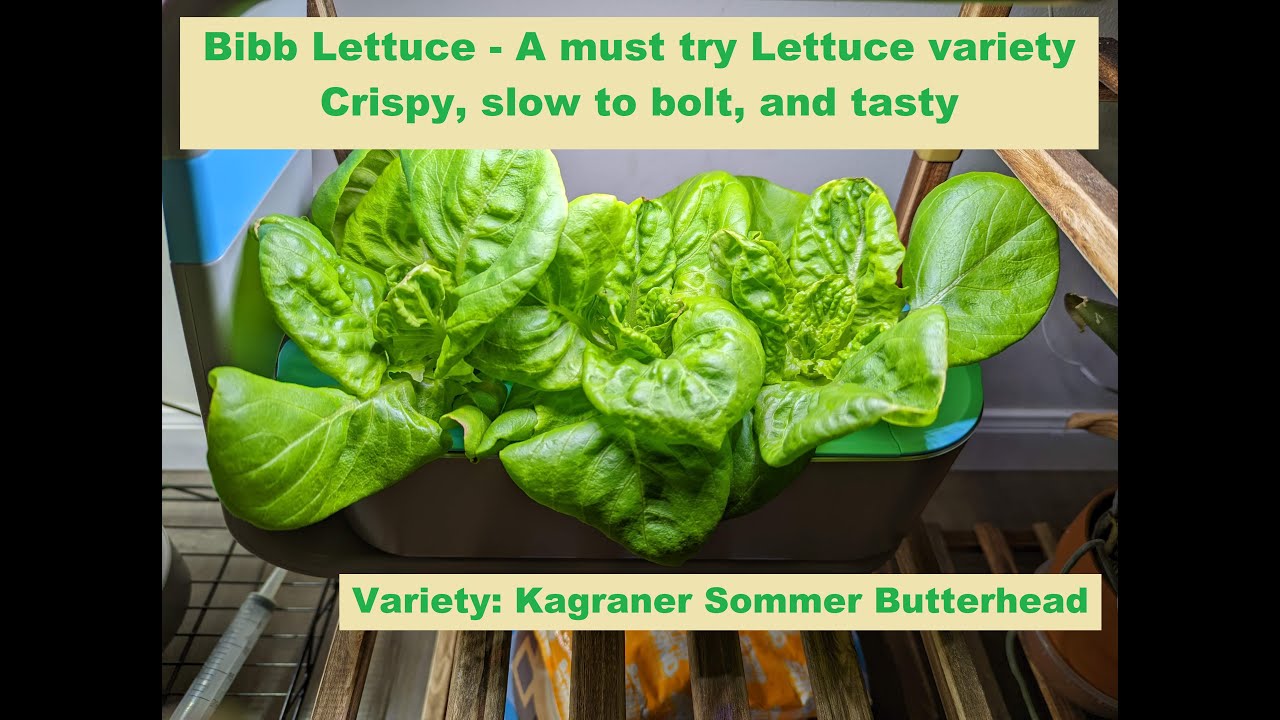 Grow Bibb Lettuce in Aerogarden Sprout (A must try variety)