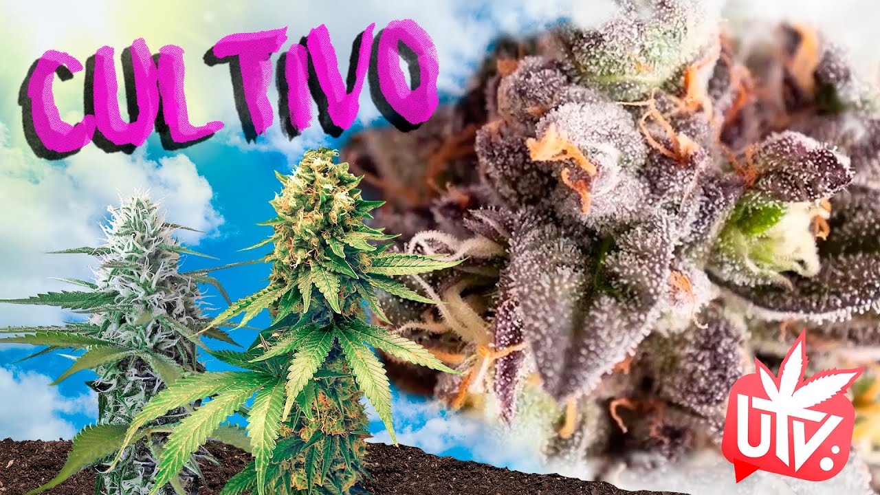 GEN&Eacute;TICAS de la M4RIHU4N4: GELATO 🍧