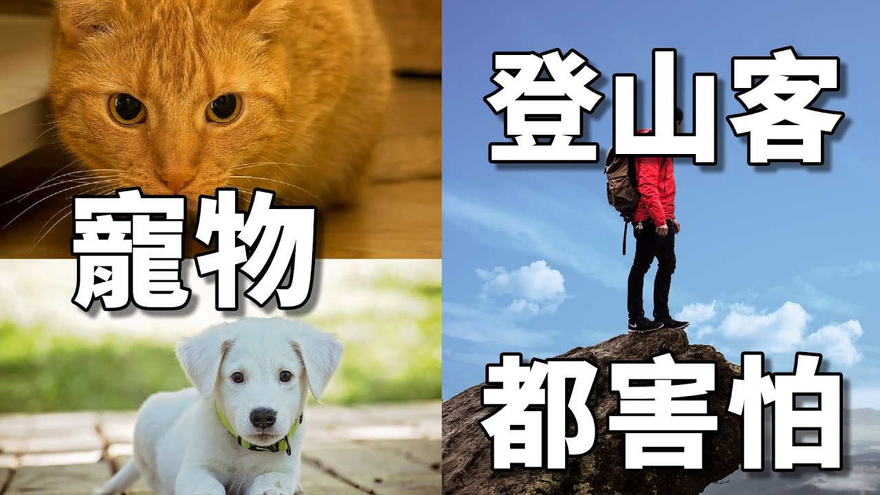 認識壁蝨｜對蟲有恐懼症的患者請勿觀看｜老城愛分享