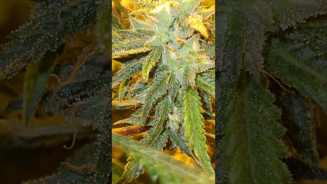 Chemd d clone ( legendary clone from USA