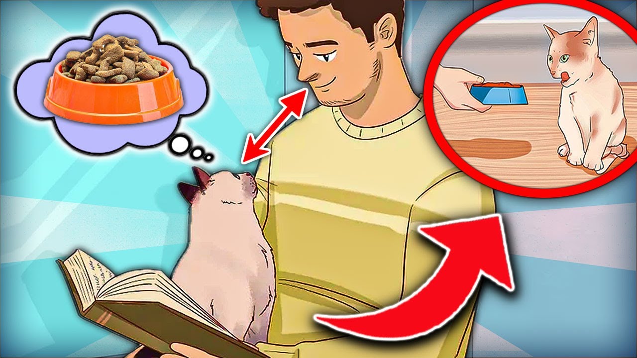10 Possible Reason Why Your Cat Stares at You Constantly