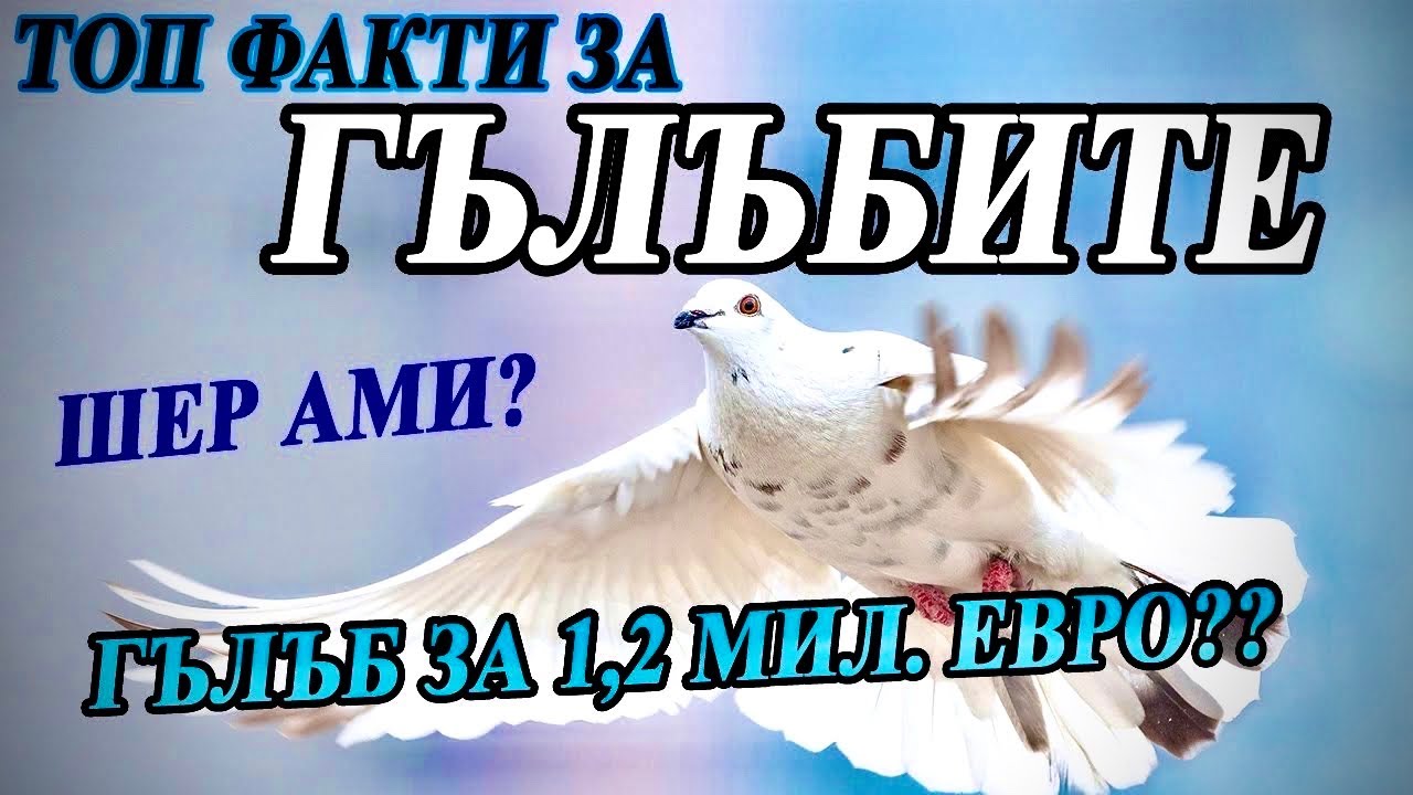 ТОП факти за ГЪЛЪБИТЕ