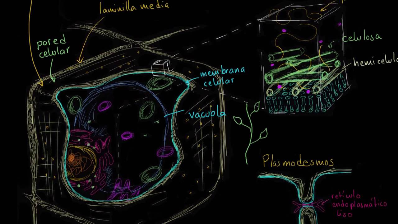 Pared celular vegetal | La estructura de una c&eacute;lula | Biolog&iacute;a | Khan Academy en Espa&ntilde;ol