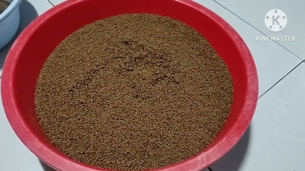 Trộn thức ăn cho lươn thương phẩm