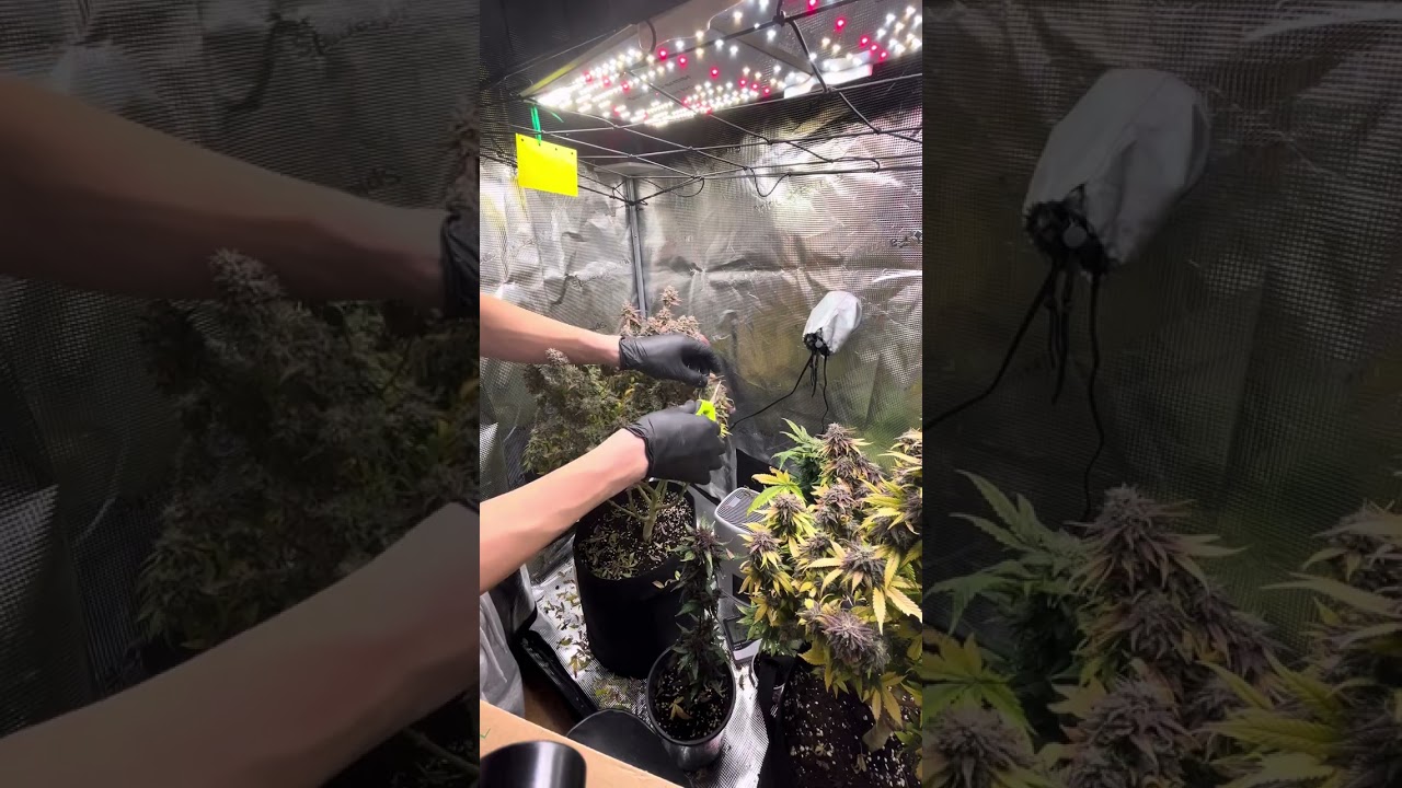 Cutting leaves before harvest | Blue Gelato 41 🍧