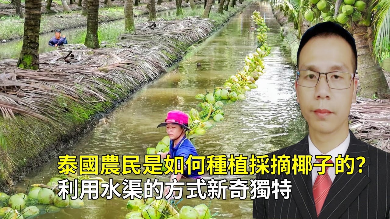 泰國農民是如何種植採摘椰子的？利用水渠的方式既新奇又獨特！