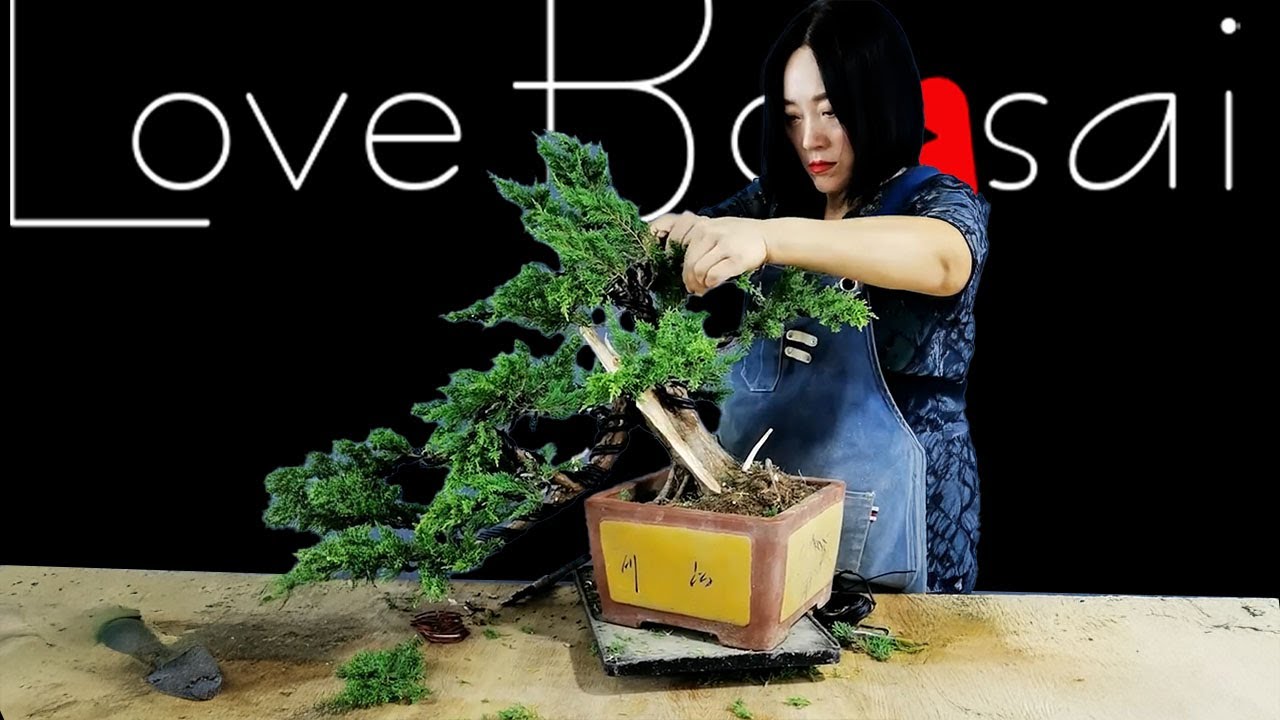 Shaping the Black Pine: From Sapling to Work of Art #bonsai #lovebonsai