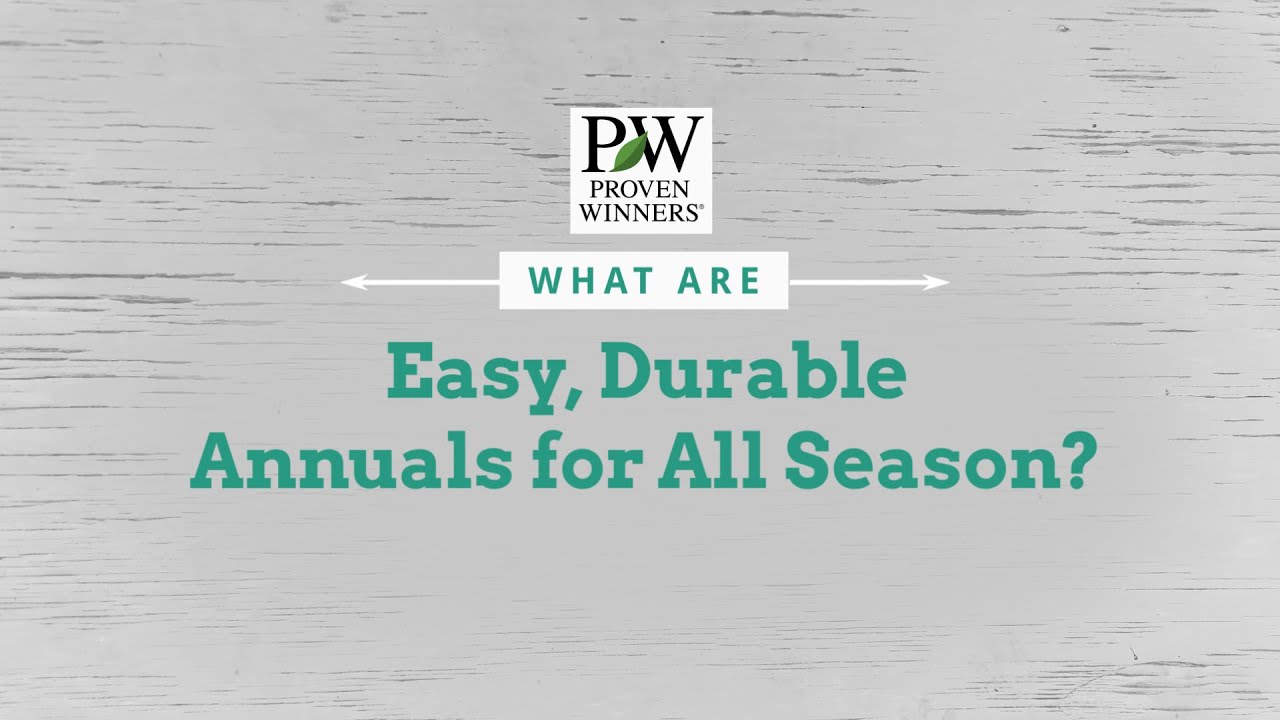 Easy, Durable Annuals for Season-Long Color | Proven Winners&reg; Gardening Tips