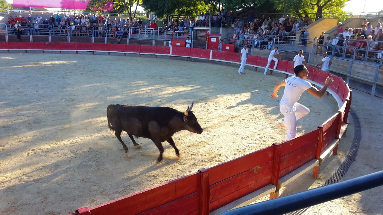 VENDARGUES-Course Camarguaise-TAUS 4 derniers-2016/07/19