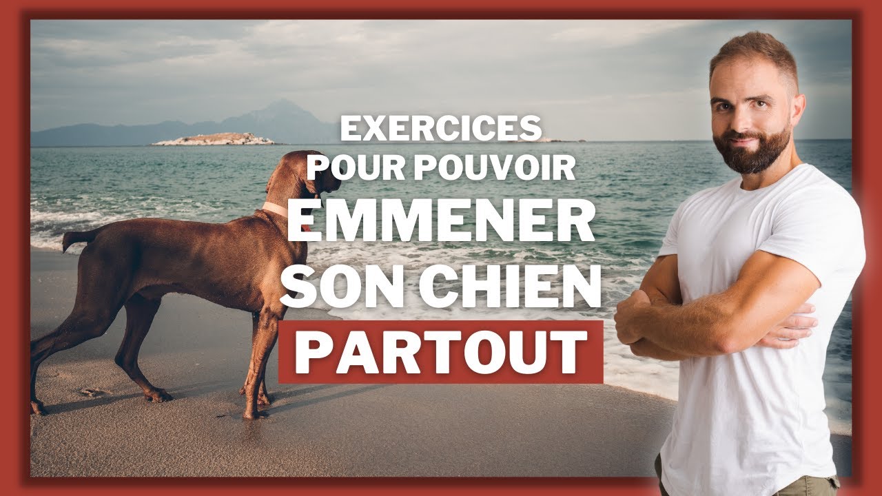 Apprendre l'ordre au panier : éduquer son chien pour l'emmener partout !