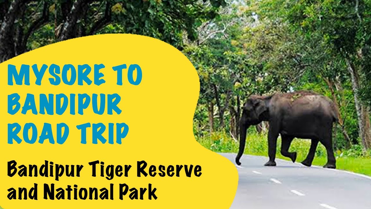 Mysore to bandipur road trip | Bandipur forest drive