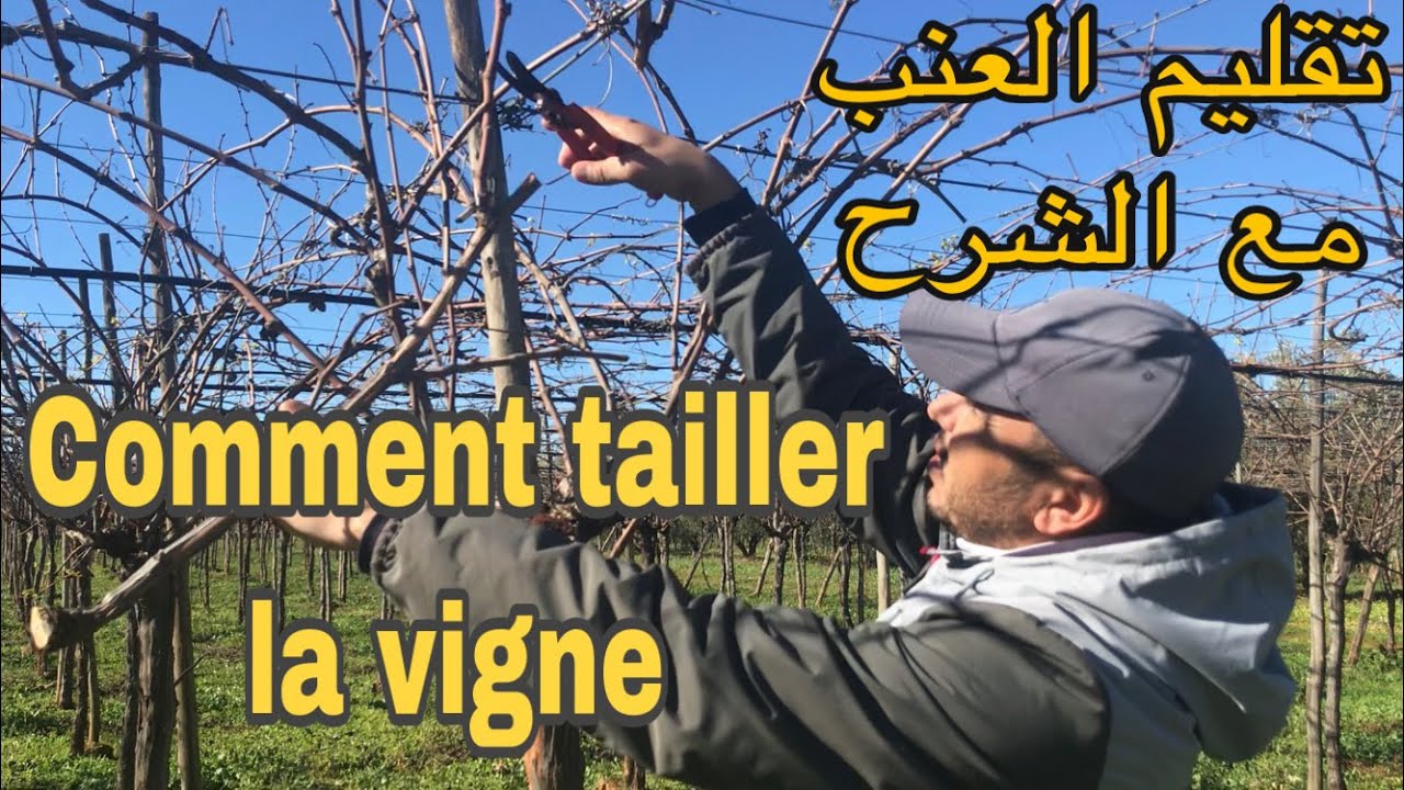 .  تقليم العنب عام 2020-2019  بالتفصيل من الالف الى الياء  Comment tailler la vigne