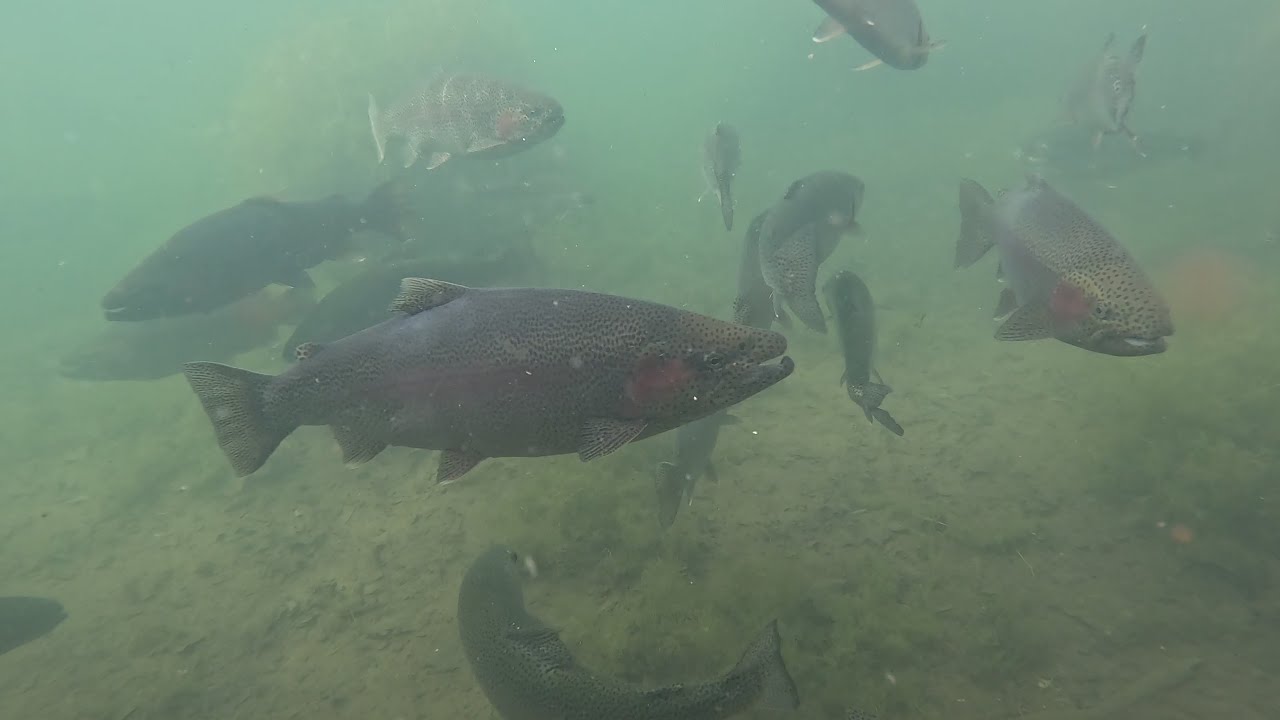 Big trout in the pond at the old Mt Whitney fish hatchery. #fishing #fish #trout #camping
