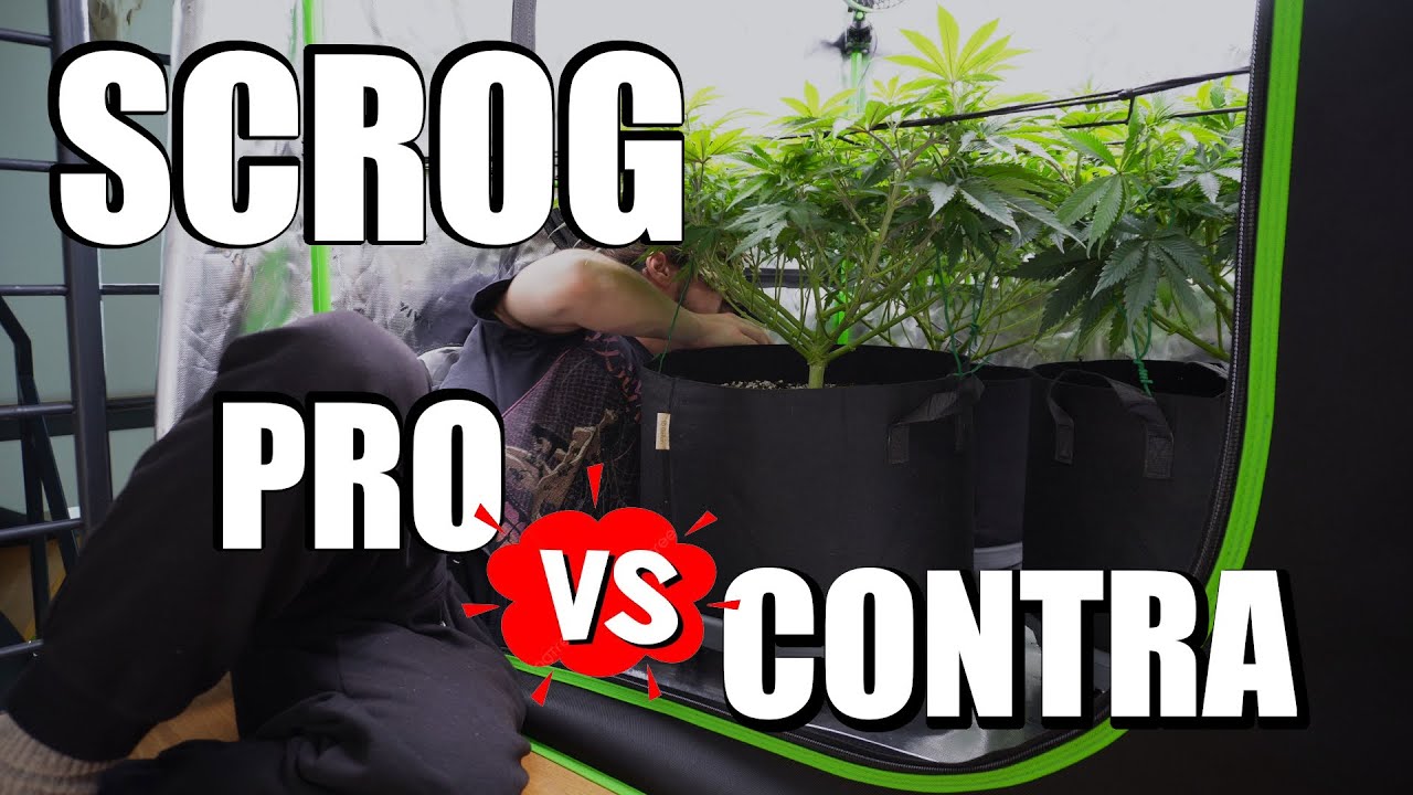 SCROG Methode: Vor-  und Nachteile