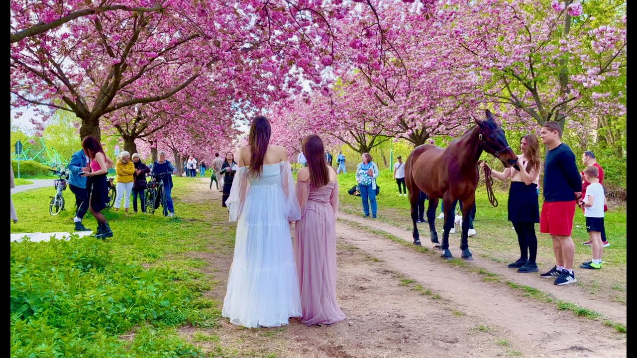 Berlin - Teltow Spring, Cherry Blossom  Kirschbl&uuml;tenallee 2023 HD