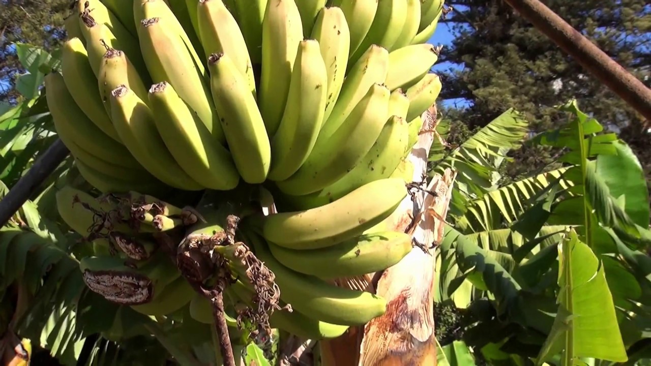 Hotel Jard&iacute;n Tecina & La Gomera
