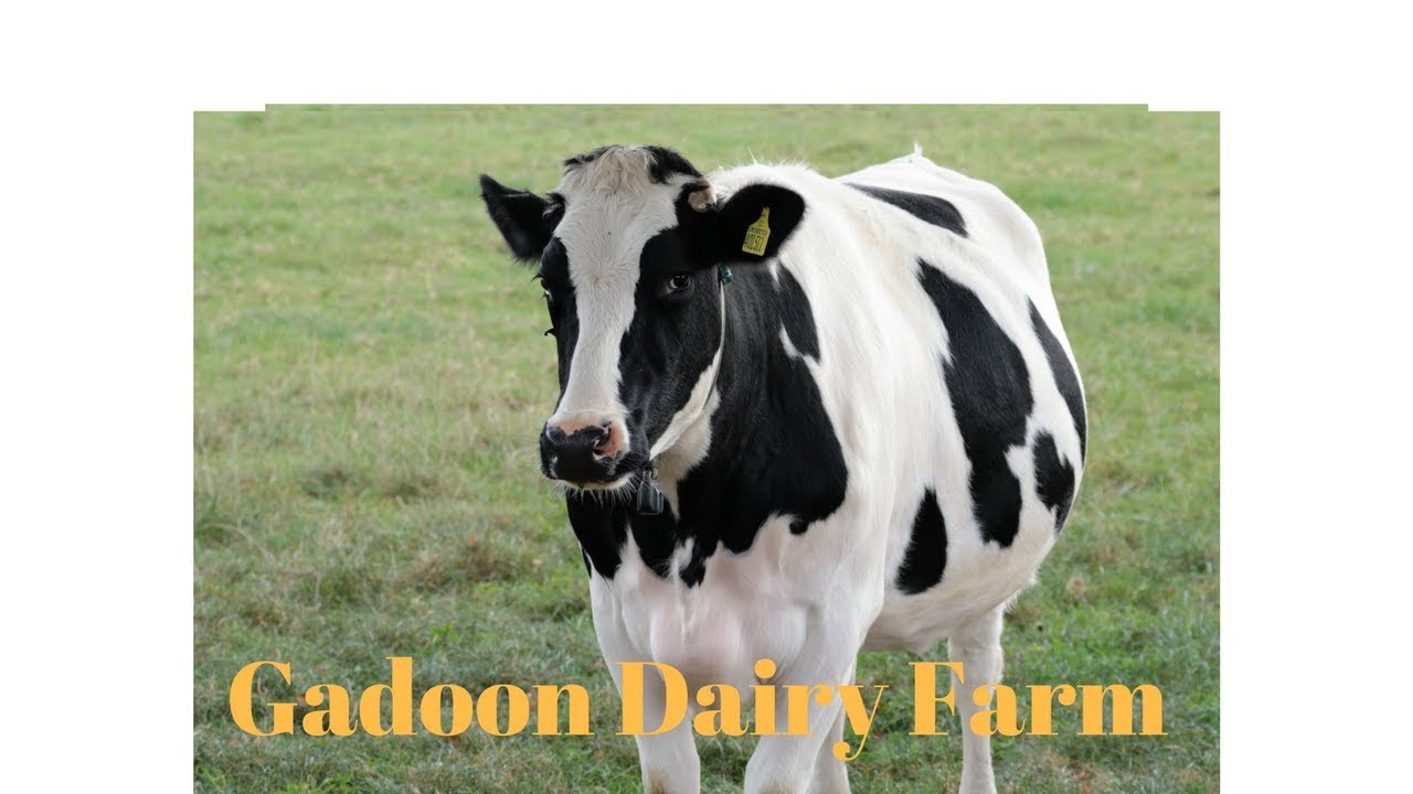 Gadoon Dairy farm Topi Swabi