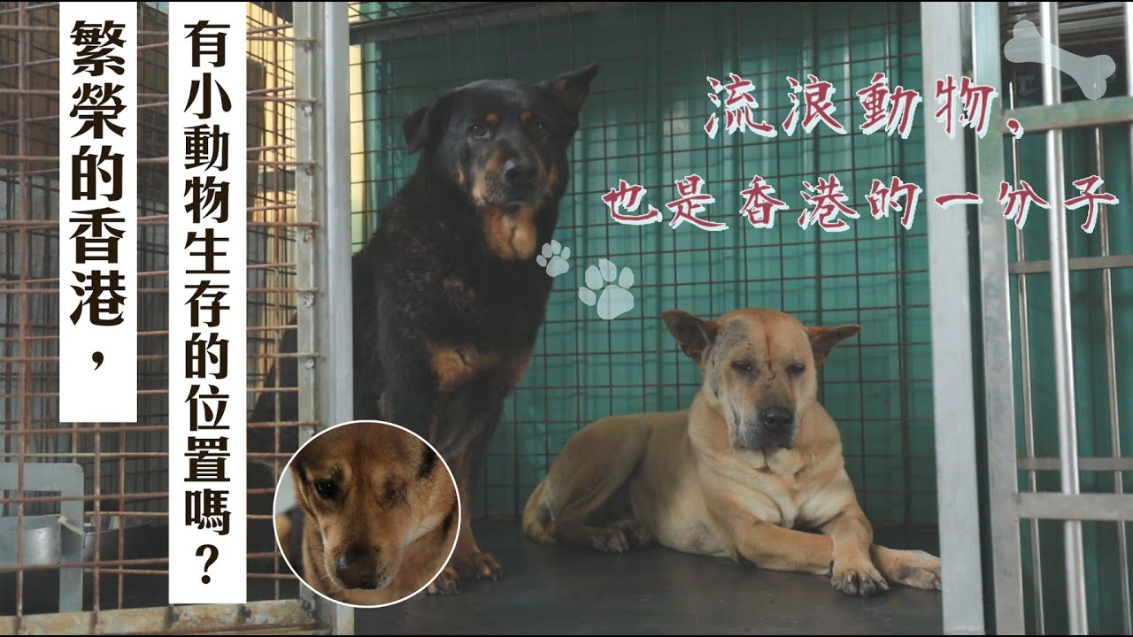 BE寵物・「流浪動物，都係香港嘅一分子。」——毛守救援 ｜ BeautyExchange