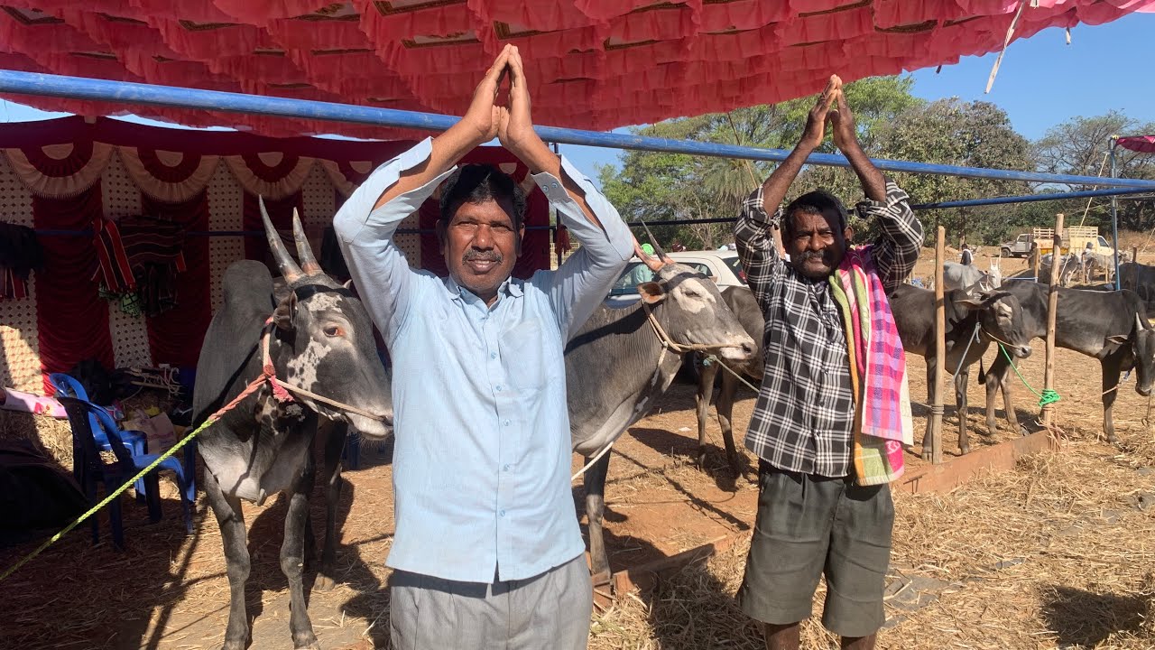 ಸಿದ್ದಗಂಗಾ ಜಾತ್ರೆ 2026 - ಸಂತೆ ಕಲ್ಲಹಳ್ಳಿ ಲಕ್ಕಣ್ಣ ಅವರ ಉತ್ಸಾಹದ ಮಾತುಗಳು 