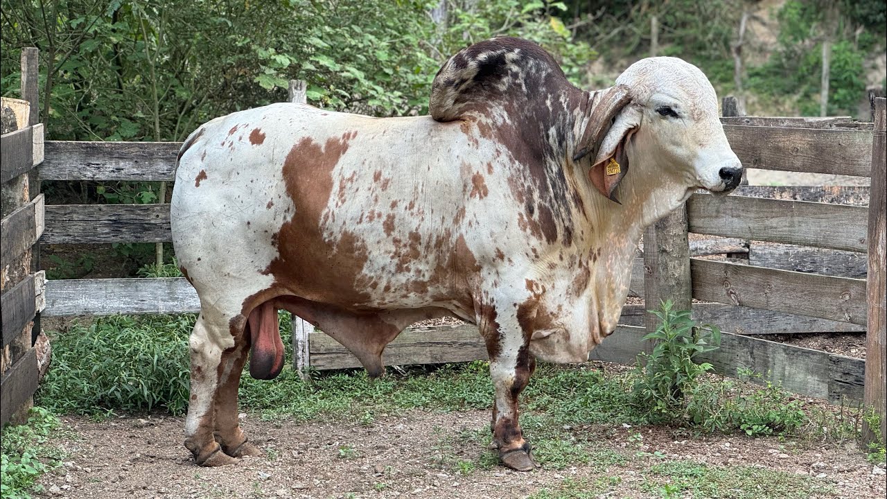 MOSTREI O TOURO DE MAIS DE UMA TONELADA (ANIMAIS DO SÍTIO PARTE 2).