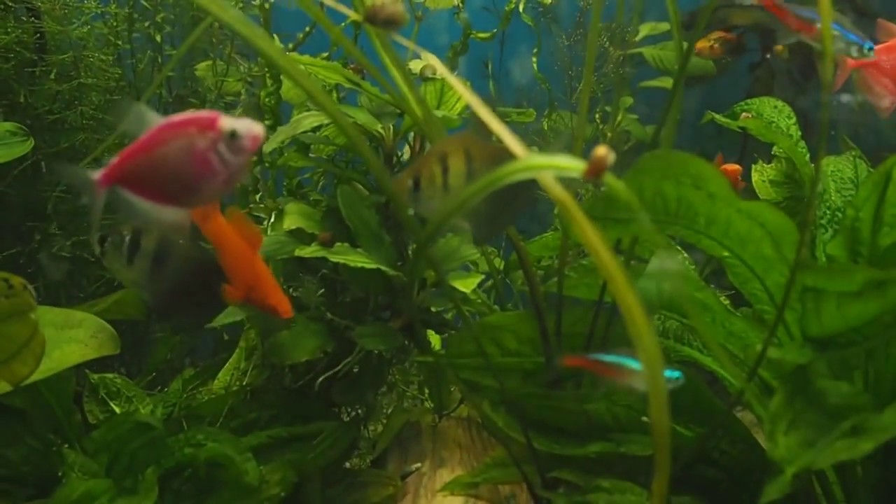 Разборка мечееносцев. Swordtails fight