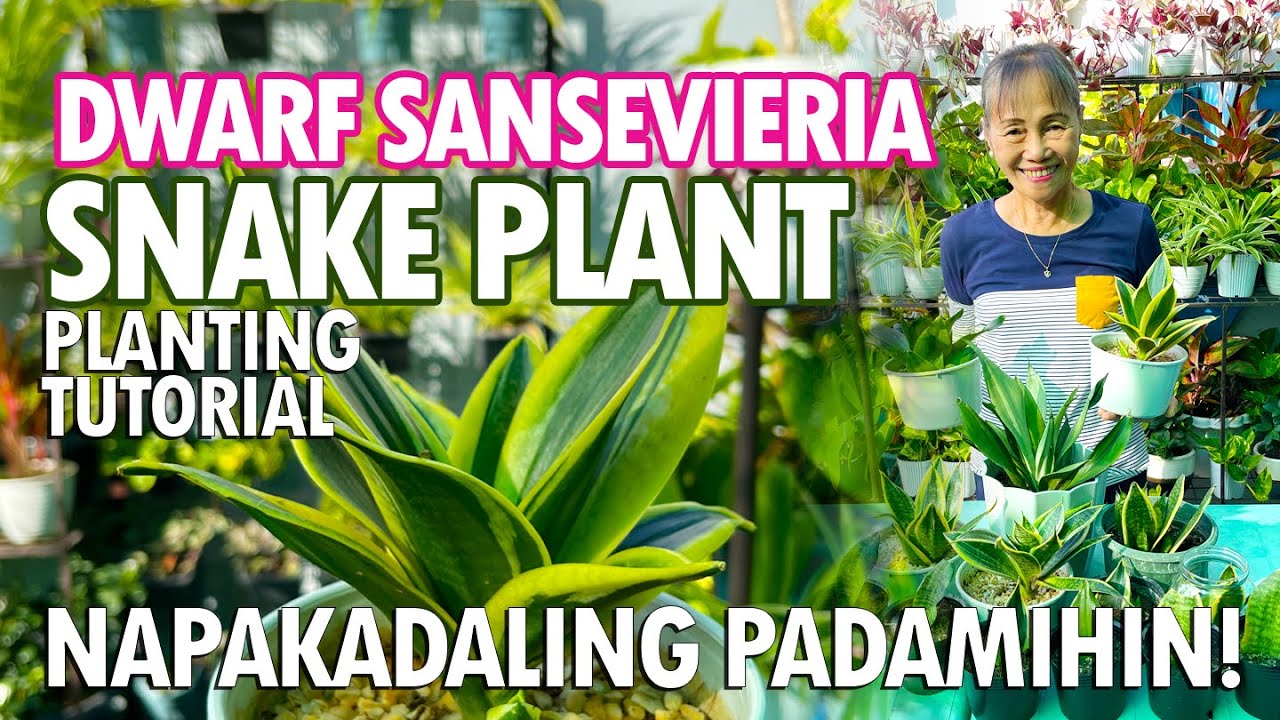NAPAKA-CUTE NA DWARF SNAKE PLANT! PAANO PADAMIHIN? NAPAKADALI LANG! | Haydees Garden