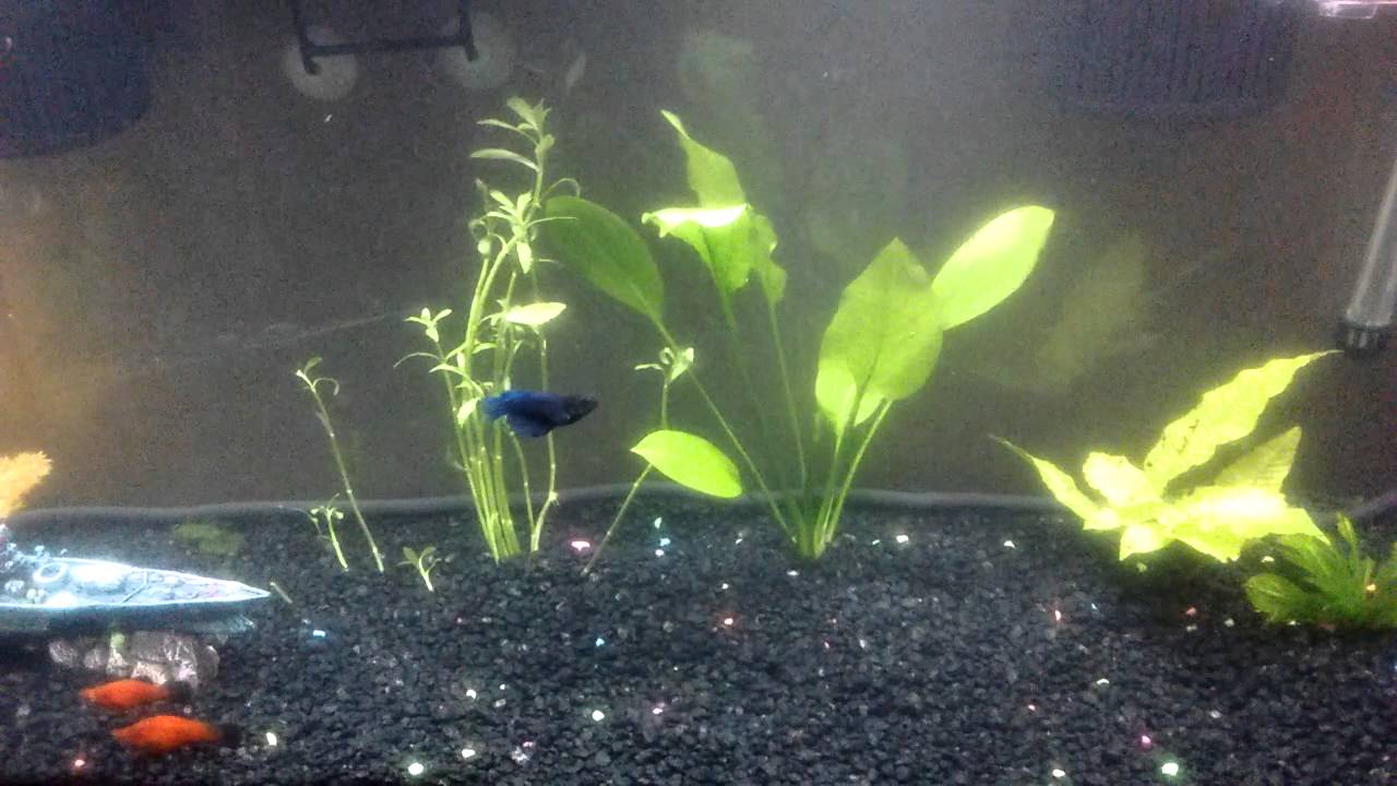 Fish tank plants melting keep posted