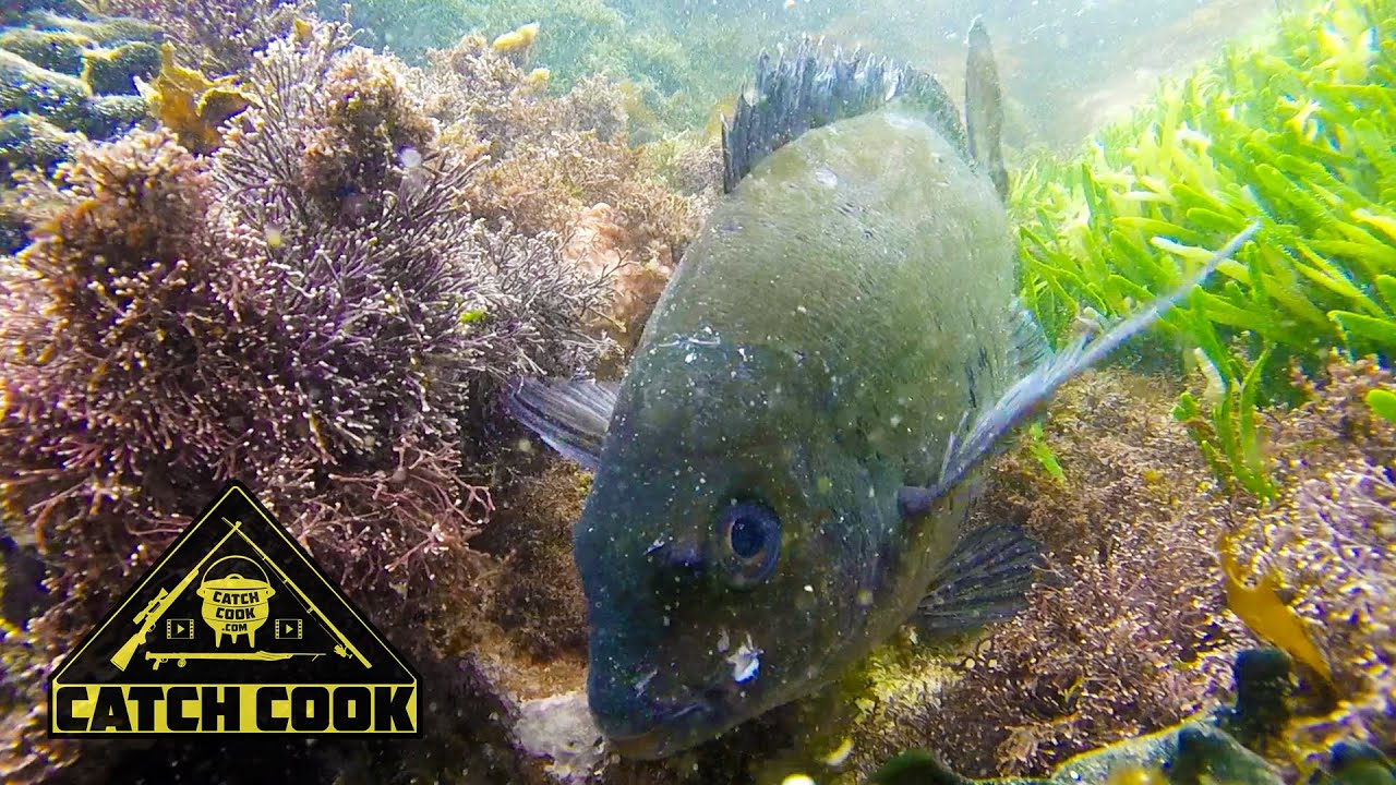 Rock fishing & foraging with the locals - catch cook - Cintsa , South Africa