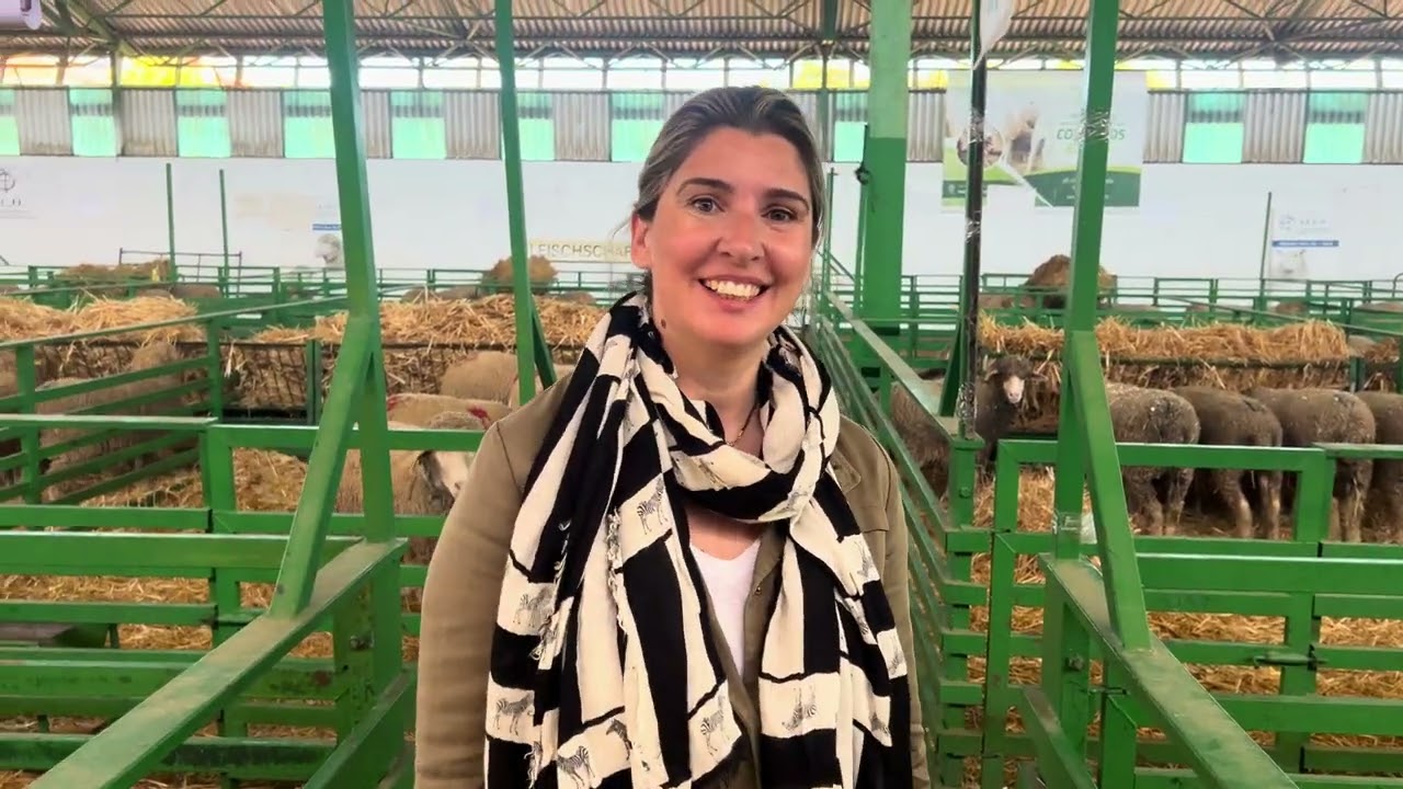 Resultados del Concurso Nacional de la Raza Merino, progresamos adecuadamente según los jueces 🤣🐏