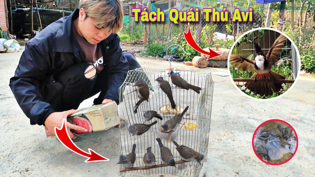 Loài Chim Đẹp Nhất ... Khướu Mào Khoang Cổ - Nuôi Cá Chê | Dân Tộc Tây Bắc Tv