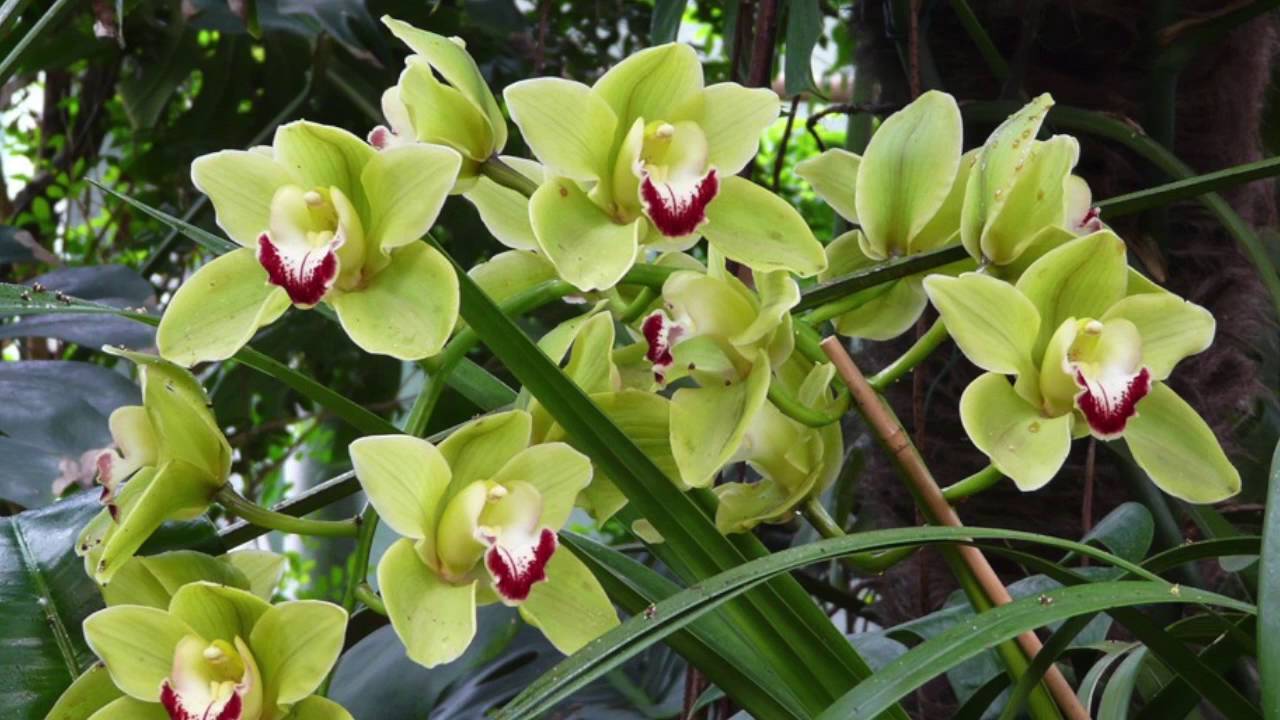 Il Magico Mondo delle Piante - Orchidea Cymbidium