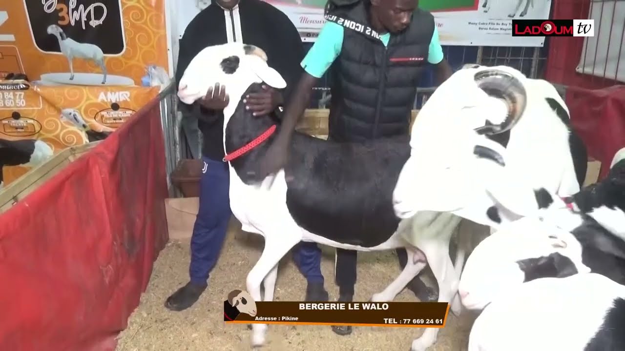 CEB 2025 BERG LE WALO 77 669 24 61