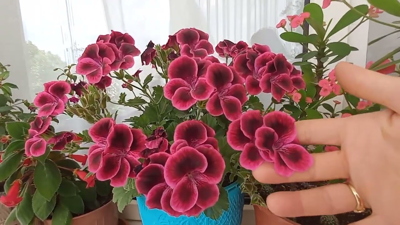 BALKON GÜZELLERİM💞ÇİÇEKLERİM COŞTUKÇA COŞTU🧿