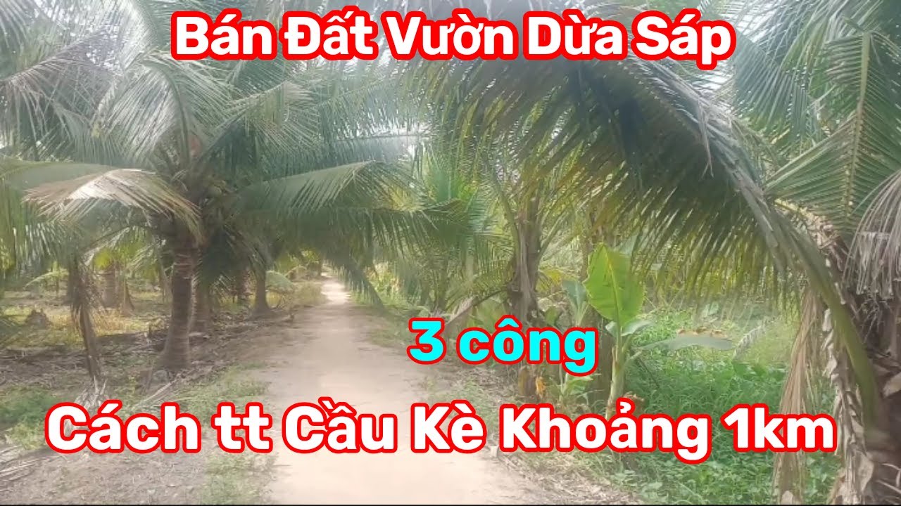 Thành Hiếu Nhà Đất Cầu Kè, Trà Vinh. Bán Đất Vườn Dừa Sáp DT 3000m2. Giá 800 triệu thương lượng