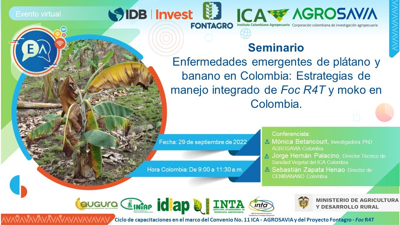 Enfermedades de plátano y banano en Colombia: manejo integrado de Foc R4T y moko .